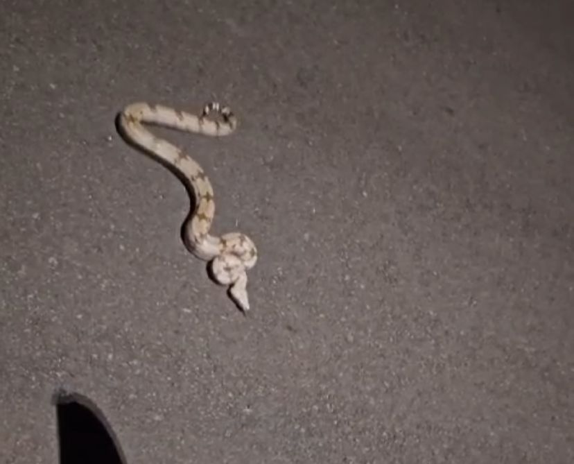 Foto: Colaboração/ cobra andando pela rua do bairro causando medo nos populares
